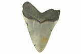 Serrated, Fossil Megalodon Tooth - North Carolina #274801-1